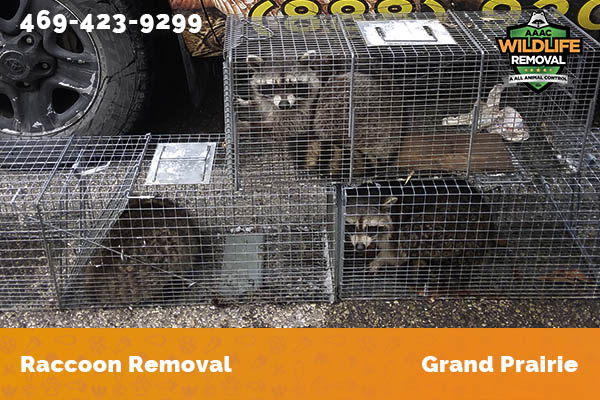 Raccoon Removal Grand Prairie