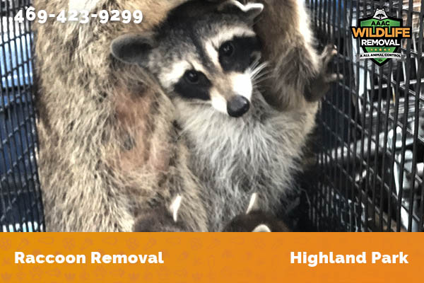 Raccoon Removal Highland Park