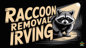 Marvs special Raccoon Removal Service in Irving TX