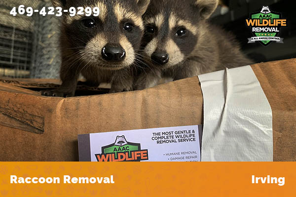 Raccoon Removal Irving