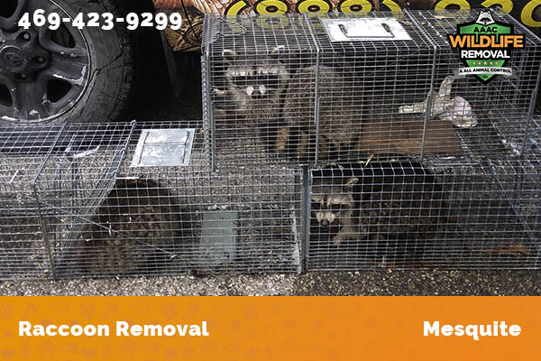 Raccoon Removal Mesquite