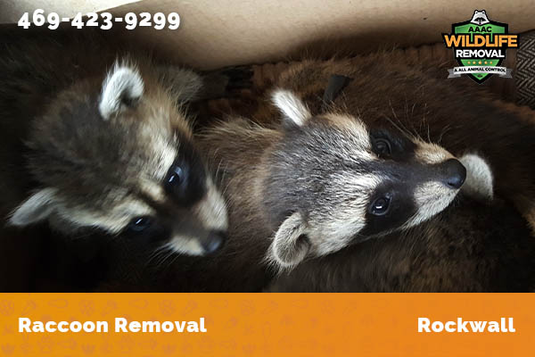 Raccoon Removal Rockwall