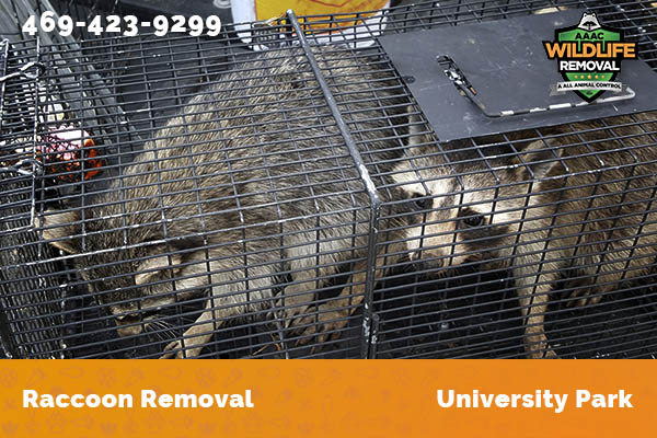 Raccoon Removal University Park