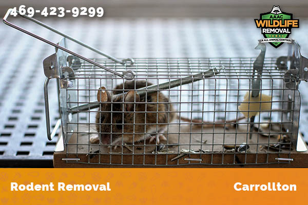 Rodent Removal Carrollton