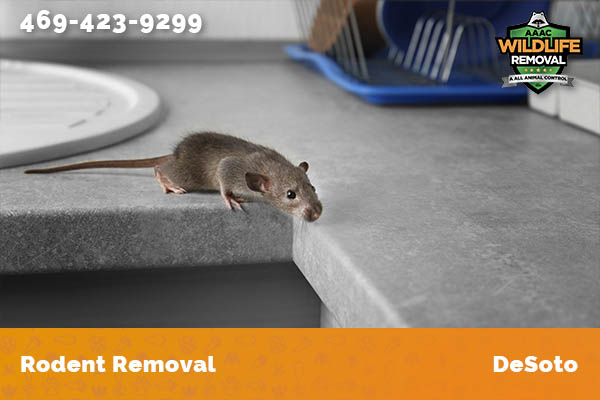 Rodent Removal DeSoto