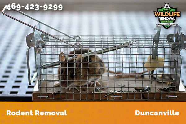 Rodent Removal Duncanville