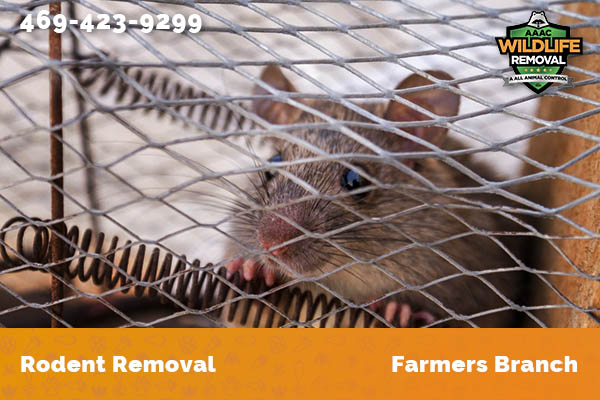 Rodent Removal Farmers Branch