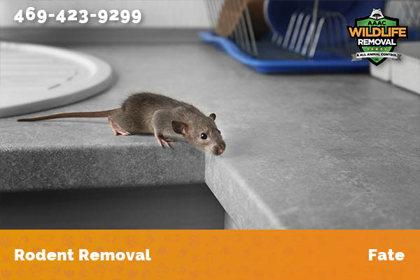 Rodent Removal Fate