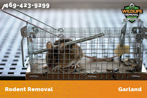 Rodent Removal Garland