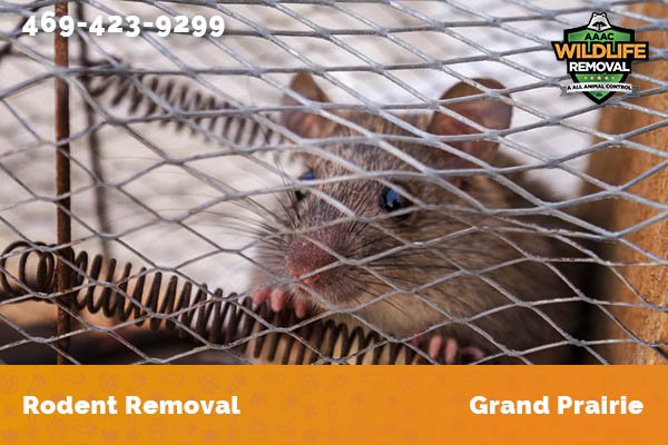 Rodent Removal Grand Prairie