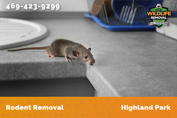 Rodent Removal Highland Park