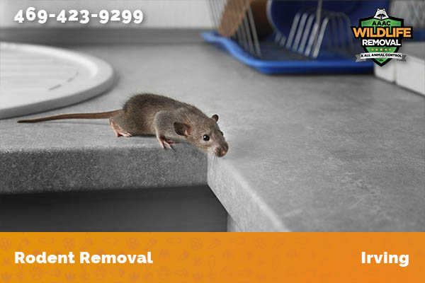 Rodent Removal Irving