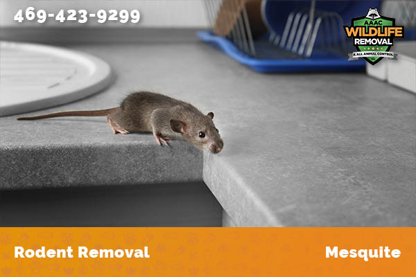 Rodent Removal Mesquite