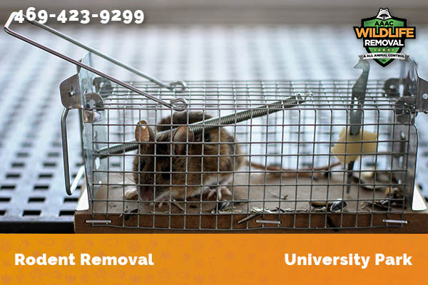 Rodent Removal University Park