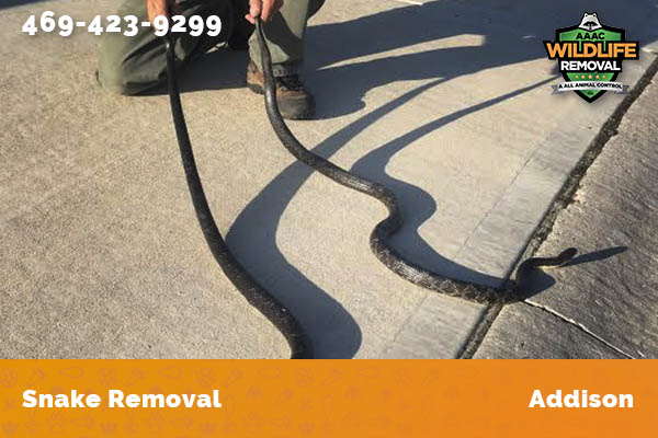 Snake Removal Addison