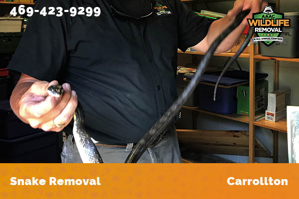 Snake Removal Carrollton