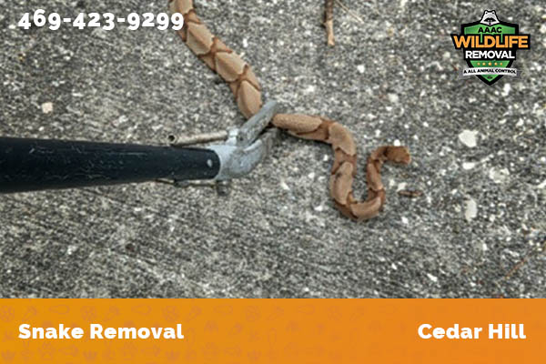 Snake Removal Cedar Hill