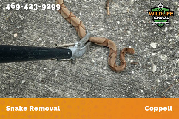 Snake Removal Coppell