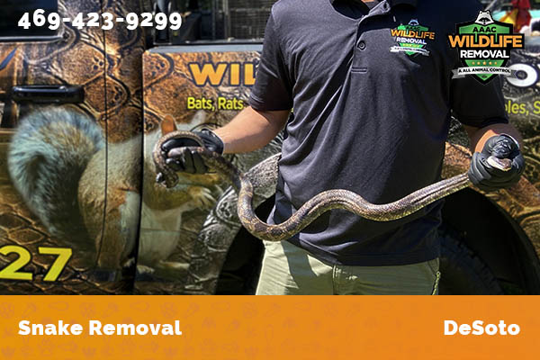 Snake Removal DeSoto