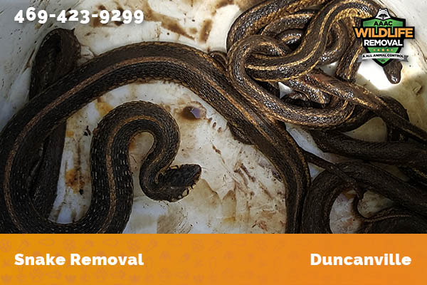 Snake Removal Duncanville