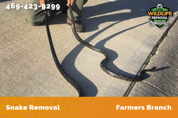 Snake Removal Farmers Branch