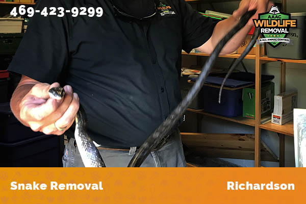 Snake Removal Richardson