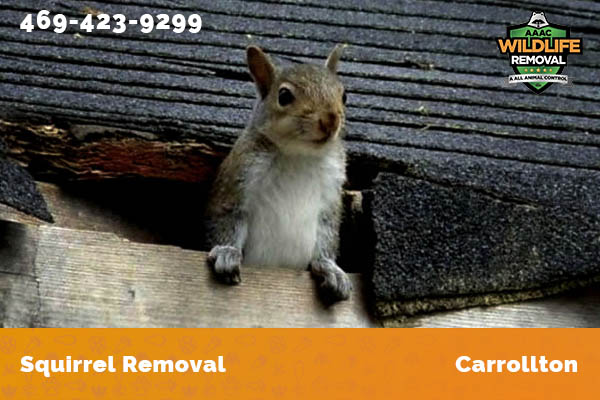 Squirrel Removal Carrollton