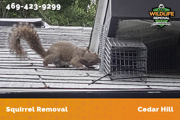 Squirrel Removal Cedar Hill