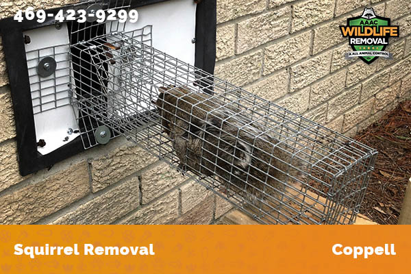 Squirrel Removal Coppell