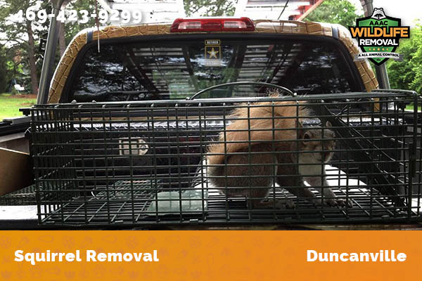 Squirrel Removal Duncanville