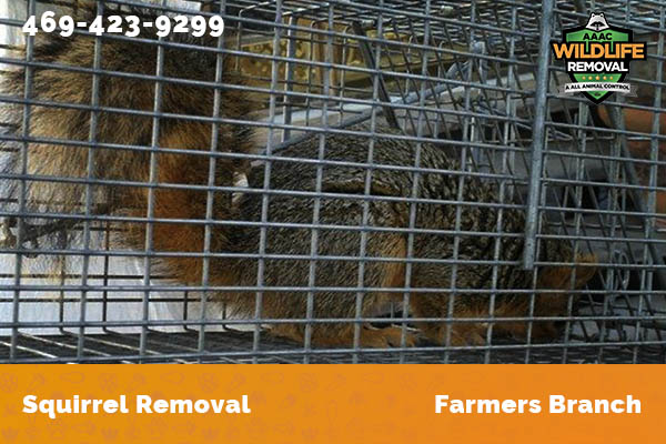 Squirrel Removal Farmers Branch