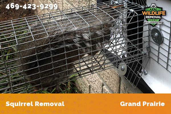 Squirrel Removal Grand Prairie