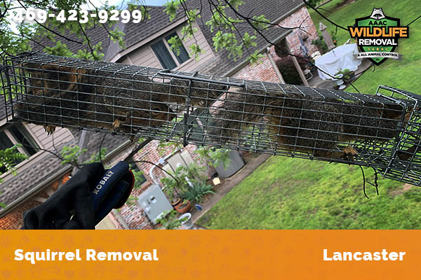 Squirrel Removal Lancaster