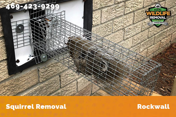 Squirrel Removal Rockwall