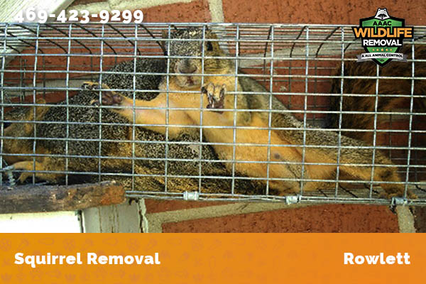 Squirrel Removal Rowlett