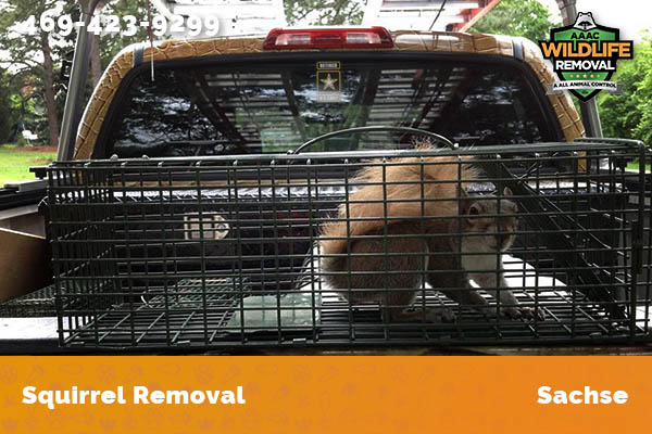 Squirrel Removal Sachse