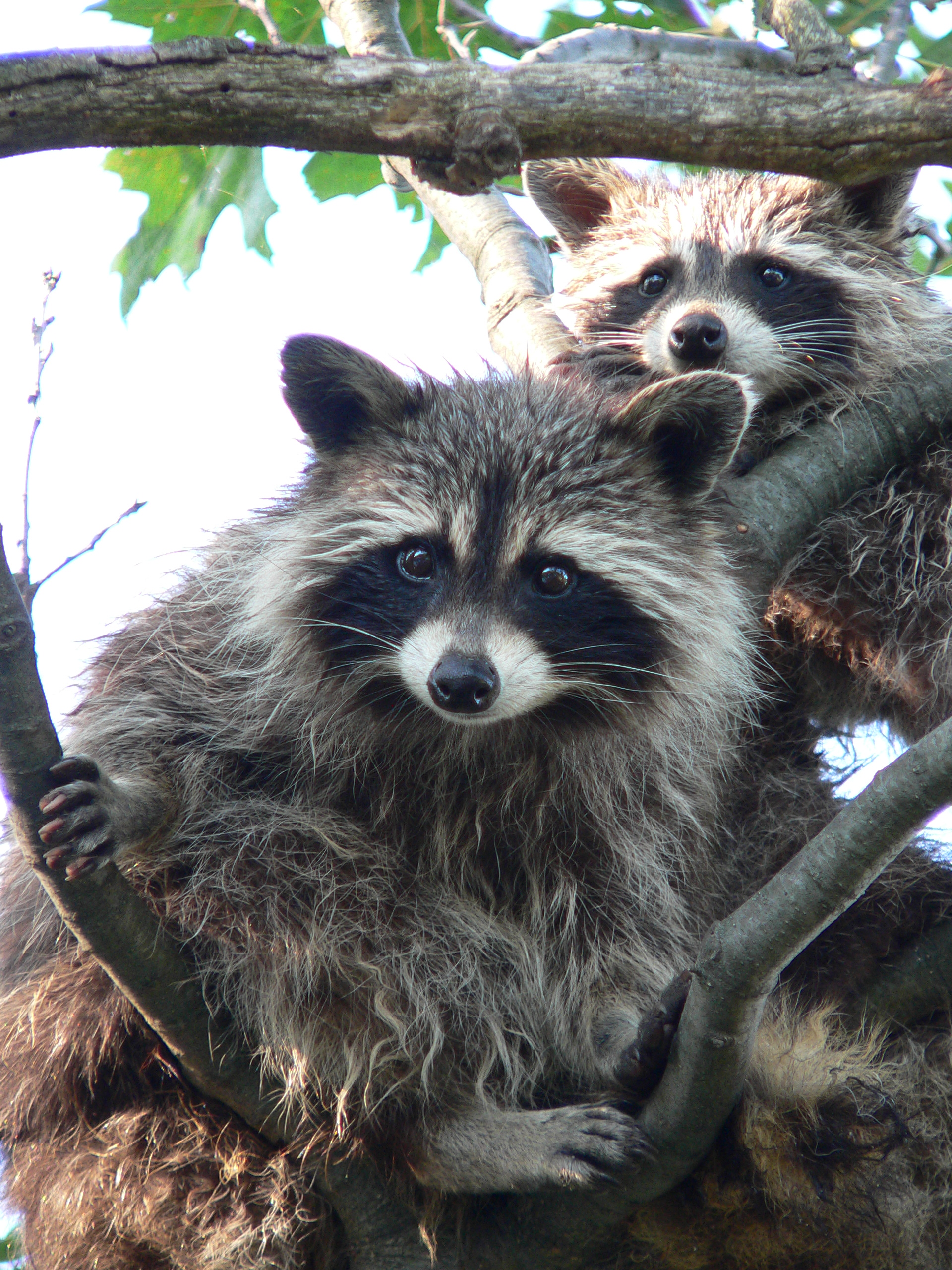 Tree Climbers