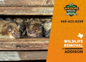 Addison Wildlife Removal professional removing pest animal