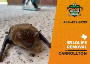 Carrollton Wildlife Removal professional removing pest animal