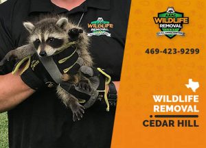 Cedar Hill Wildlife Removal professional removing pest animal