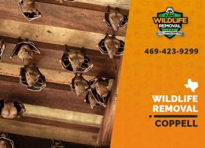 Coppell Wildlife Removal professional removing pest animal