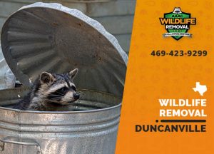 Duncanville Wildlife Removal professional removing pest animal