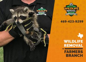 Farmers Branch Wildlife Removal professional removing pest animal