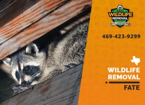 Fate Wildlife Removal professional removing pest animal