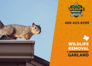 Garland Wildlife Removal professional removing pest animal