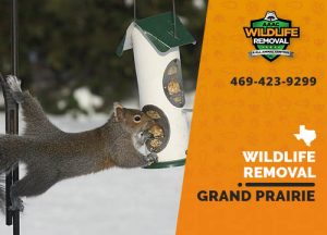 Grand Prairie Wildlife Removal professional removing pest animal