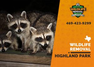 Highland Park Wildlife Removal professional removing pest animal