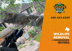 Irving Wildlife Removal professional removing pest animal