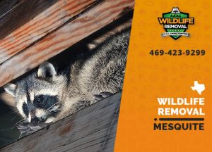 Mesquite Wildlife Removal professional removing pest animal