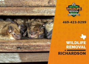 Richardson Wildlife Removal professional removing pest animal